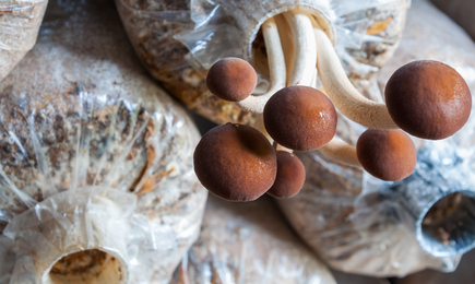 App_mushroom packaging_435x260